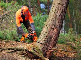 Best Weed Control  in Laconia, NH