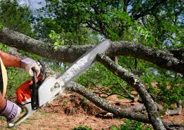 Best Tree Maintenance Programs  in Laconia, NH