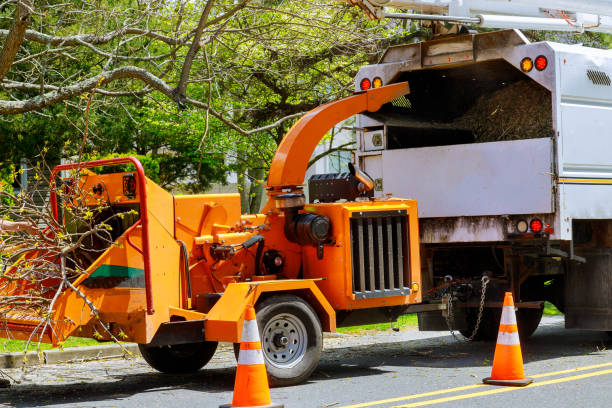 Professional  Tree Services in Laconia, NH