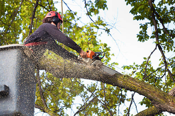 Best Seasonal Cleanup (Spring/Fall)  in Laconia, NH